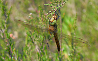 Green-eyed Hawker (Male, Aeshna isoceles)